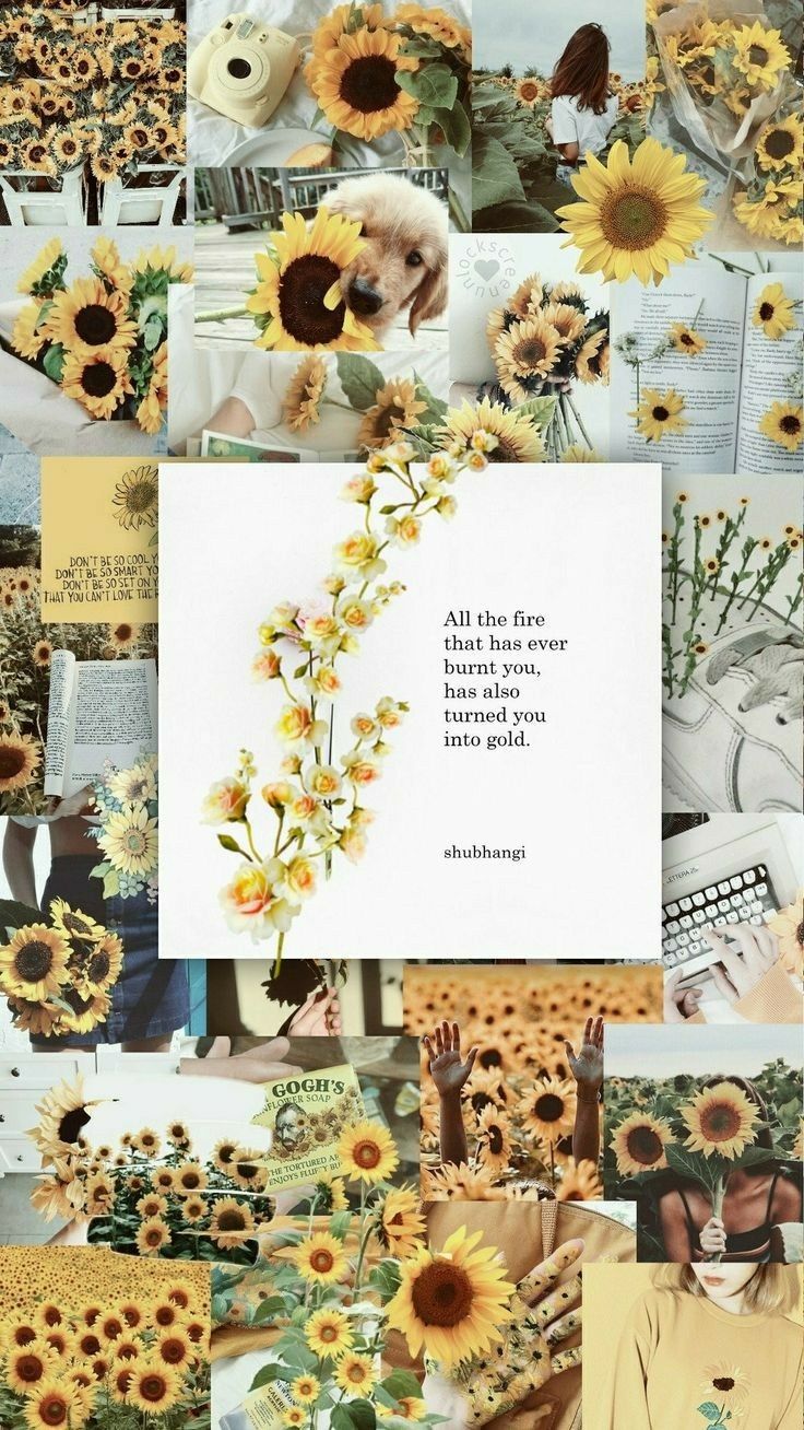 The reason I am putting this into my me board is because I always found it ironic that I am ter. Sunflower wallpaper, Aesthetic iphone wallpaper, iPhone wallpaper