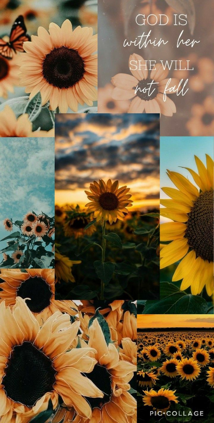 Aesthetic sunflower wallpaper!