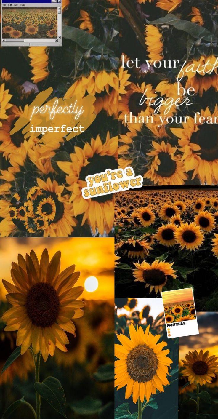 Sunflower Aesthetic Wallpaper♡. Sunflower wallpaper, Sunflower iphone wallpaper, Sunflower picture
