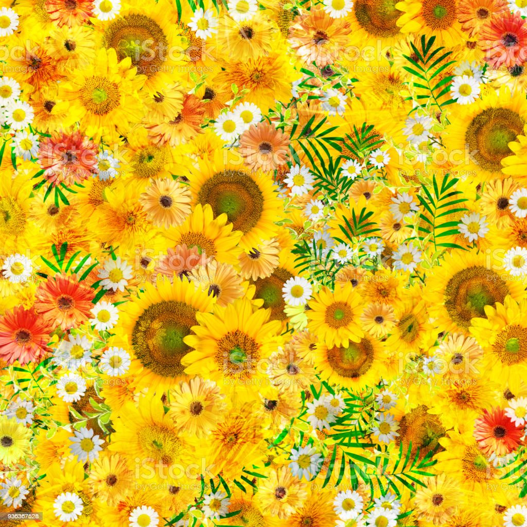 Sunflowers Collage Image Now