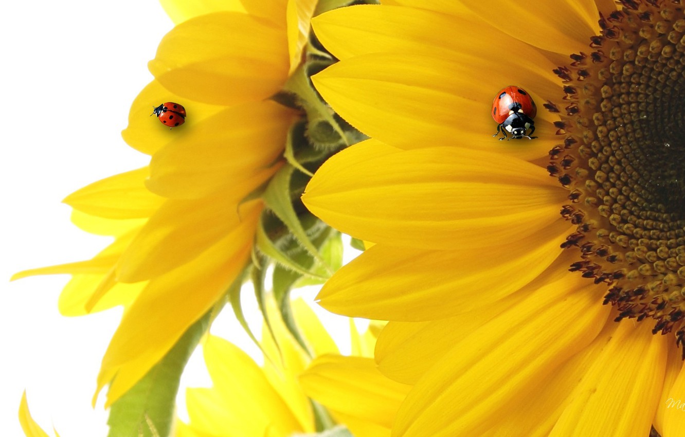 Wallpaper collage, ladybug, sunflower, petals image for desktop, section макро