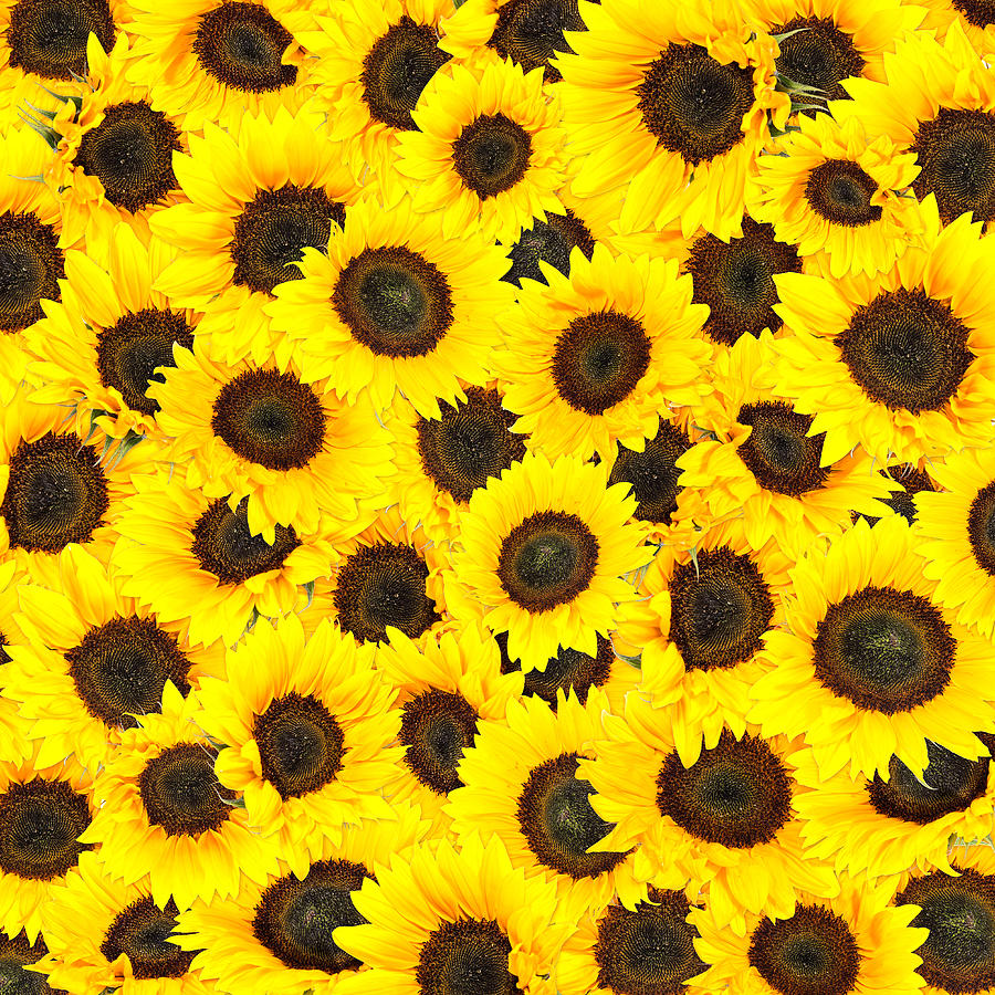 Sunflower Background Photograph by Handmade Picture. Fine Art America