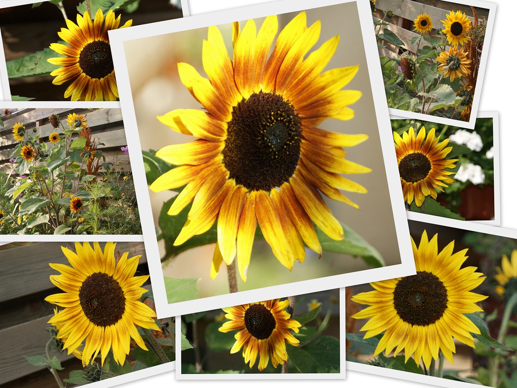 sunflower collage