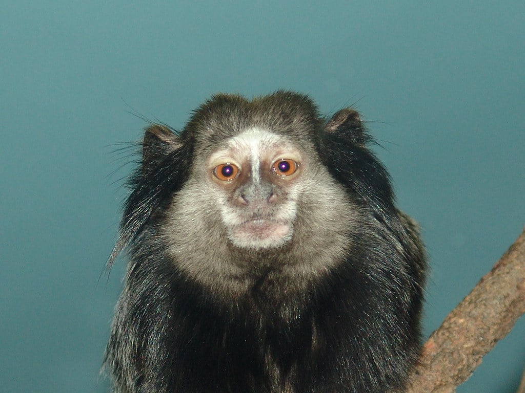 Ugly Monkey. Utahs Hogle Zoo. OMG I hate Monkeys. Michael P. Christensen