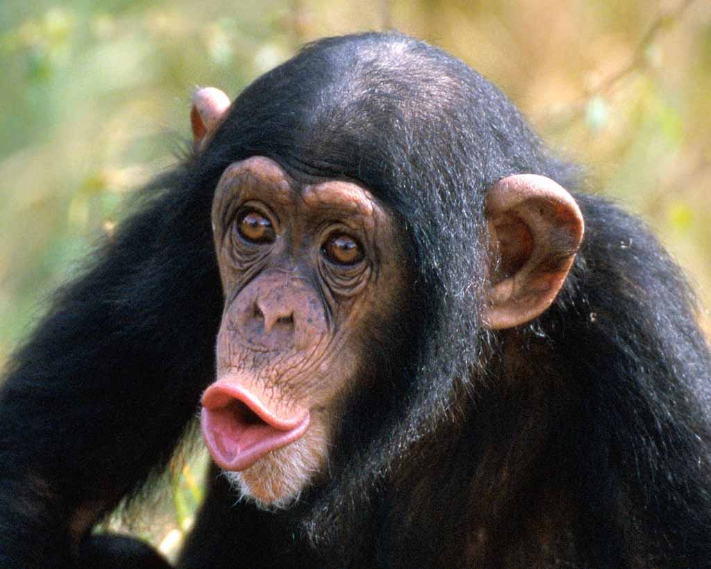 Free download Funny chimpanzee Funny Animal [1024x819] for your Desktop, Mobile & Tablet. Explore Ugly Animal Wallpaper. Ugly Dog Wallpaper, Ugly Desktop Wallpaper, Ugly Wallpaper