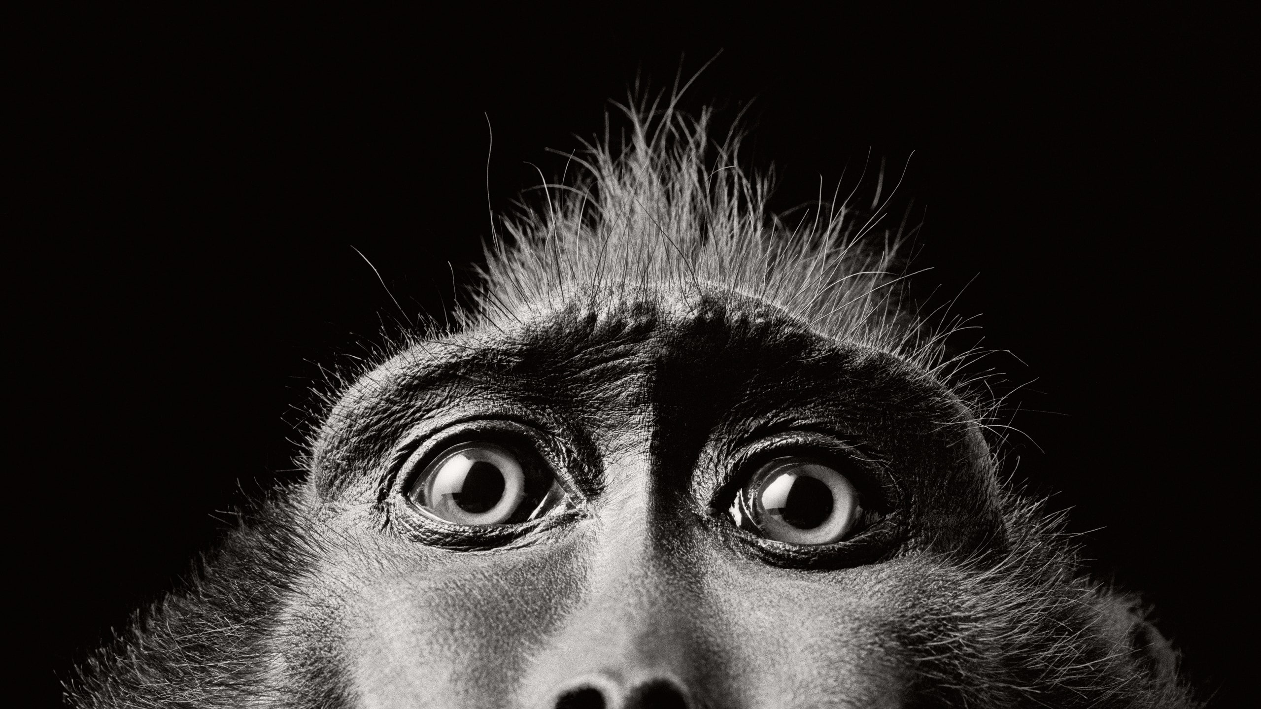 A Shinagawa Monkey, ” by Haruki Murakami. The New Yorker