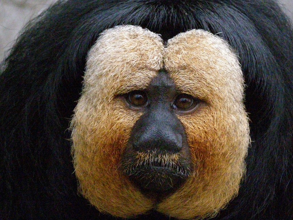 Saki Monkey. Weird animals, Weird looking animals, Animals