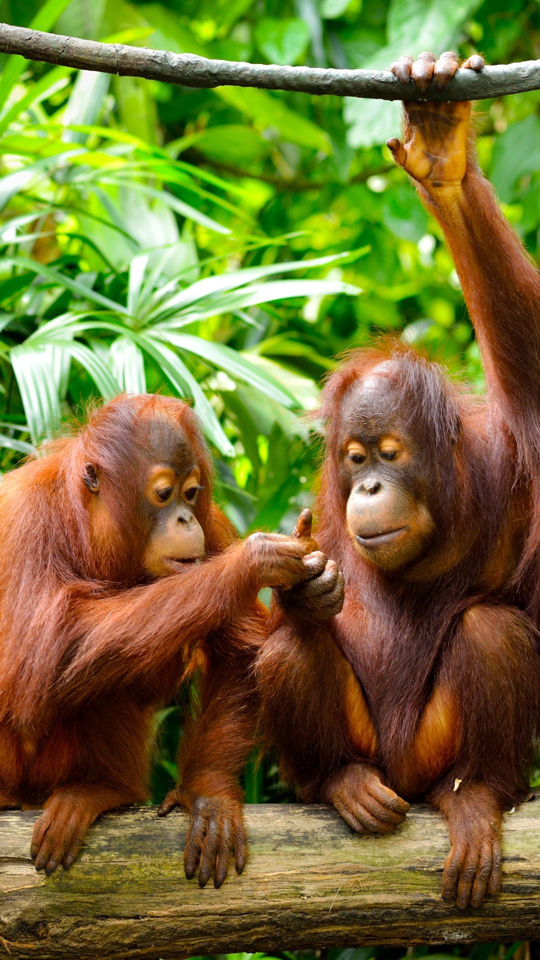Animal Orangutan Monkeys Monkey Primate Wildlife (1080x1920) Mobile Wallpaper. Primate, Orangutan, Hewan