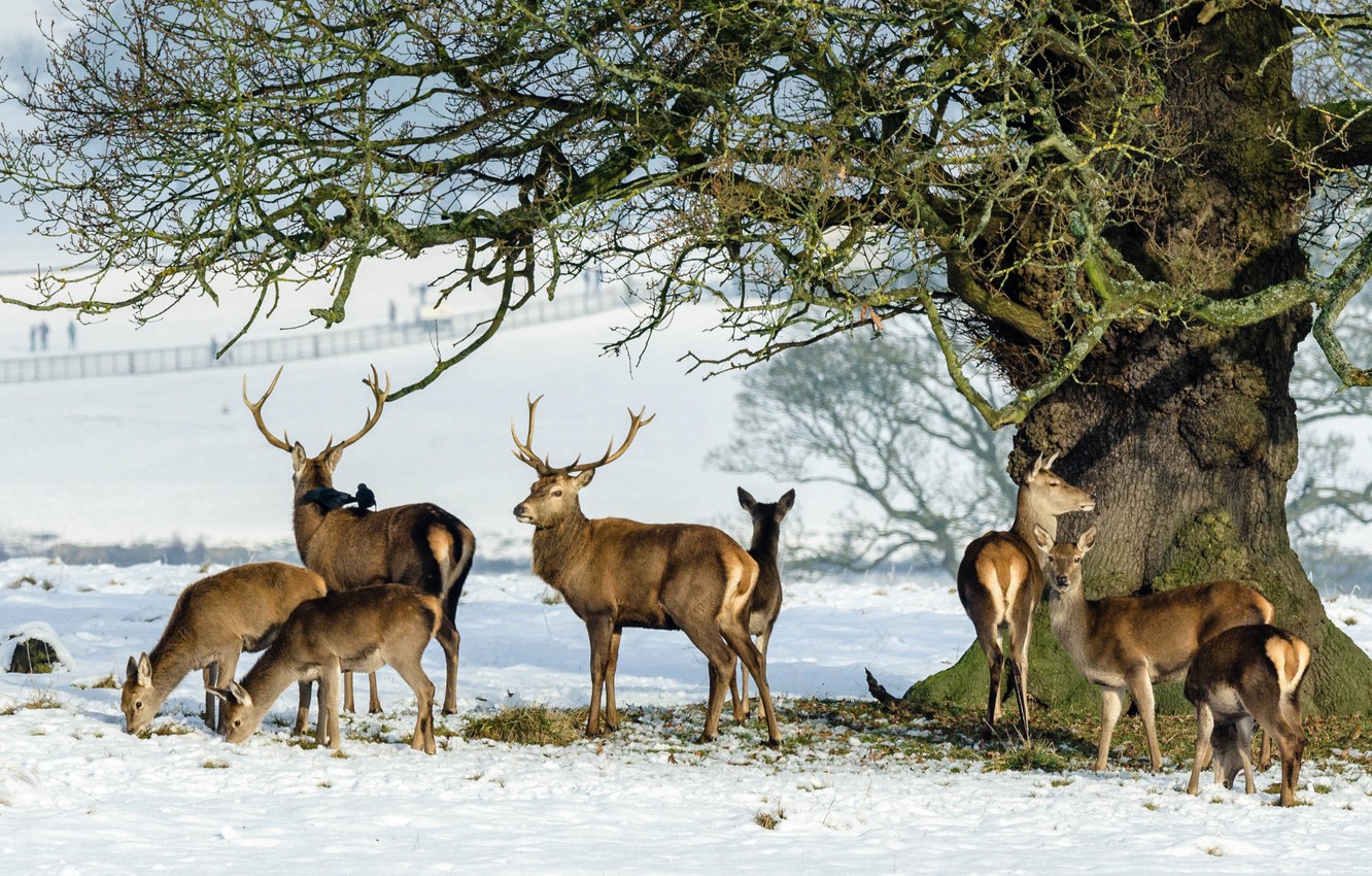 Wallpaper snow, tree, deer, family, horns, the herd image for desktop, section животные