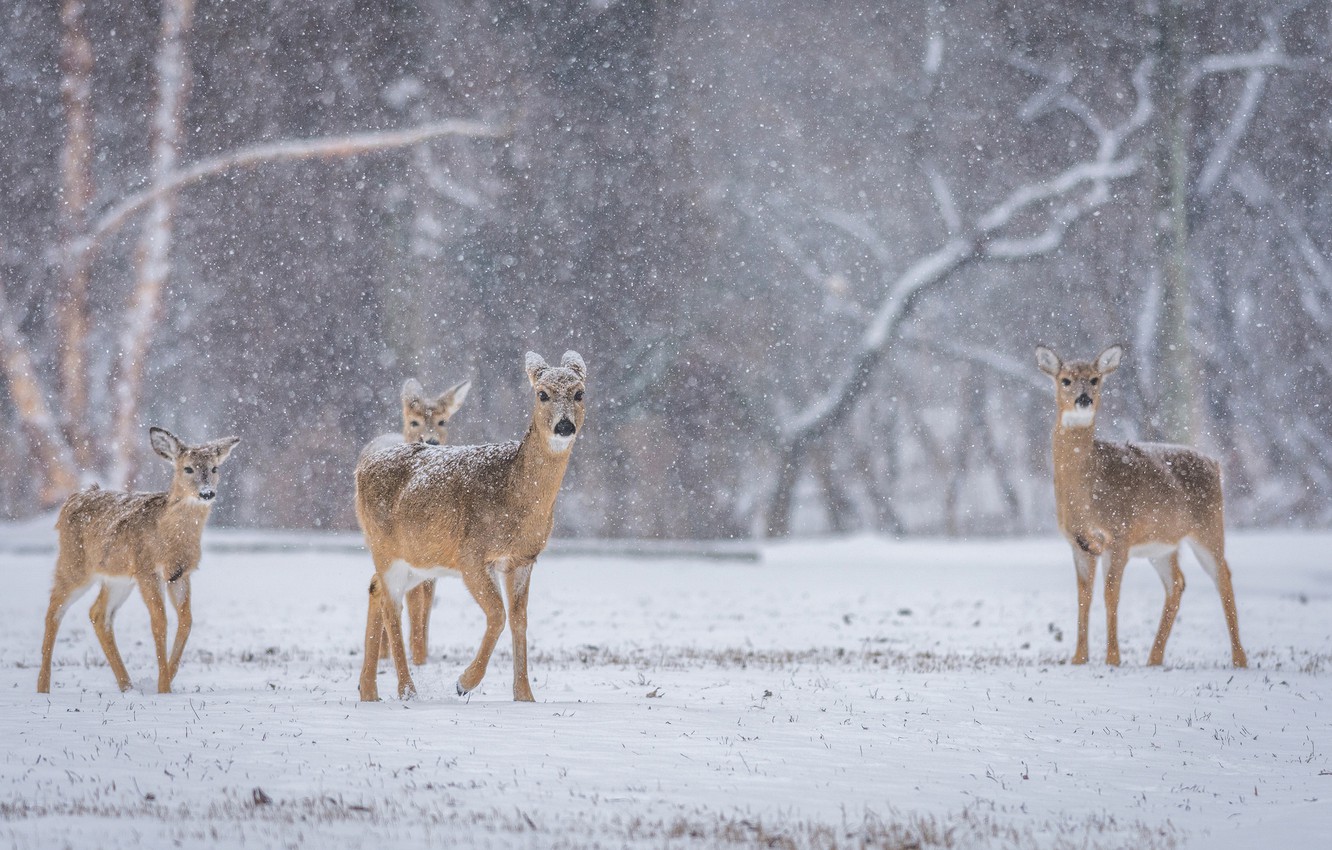 Wallpaper winter, deer, wildlife, family, snowing image for desktop, section животные