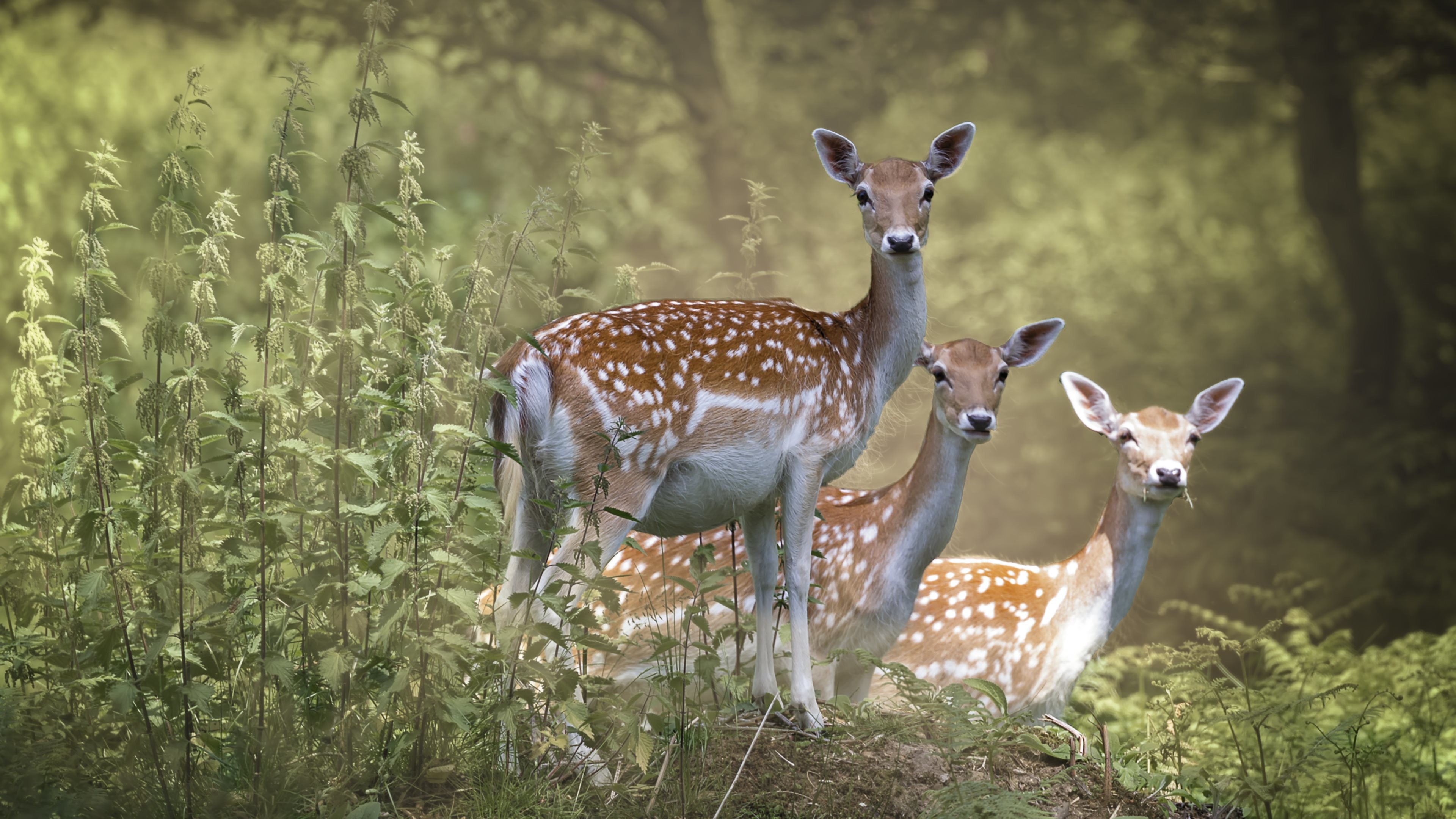 From The Cervidae Family Are These Beautiful Deer And