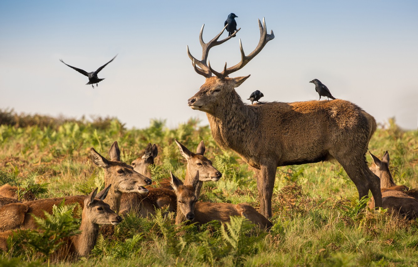 Wallpaper deer, wildlife, crows, family, antlers, red deer image for desktop, section животные