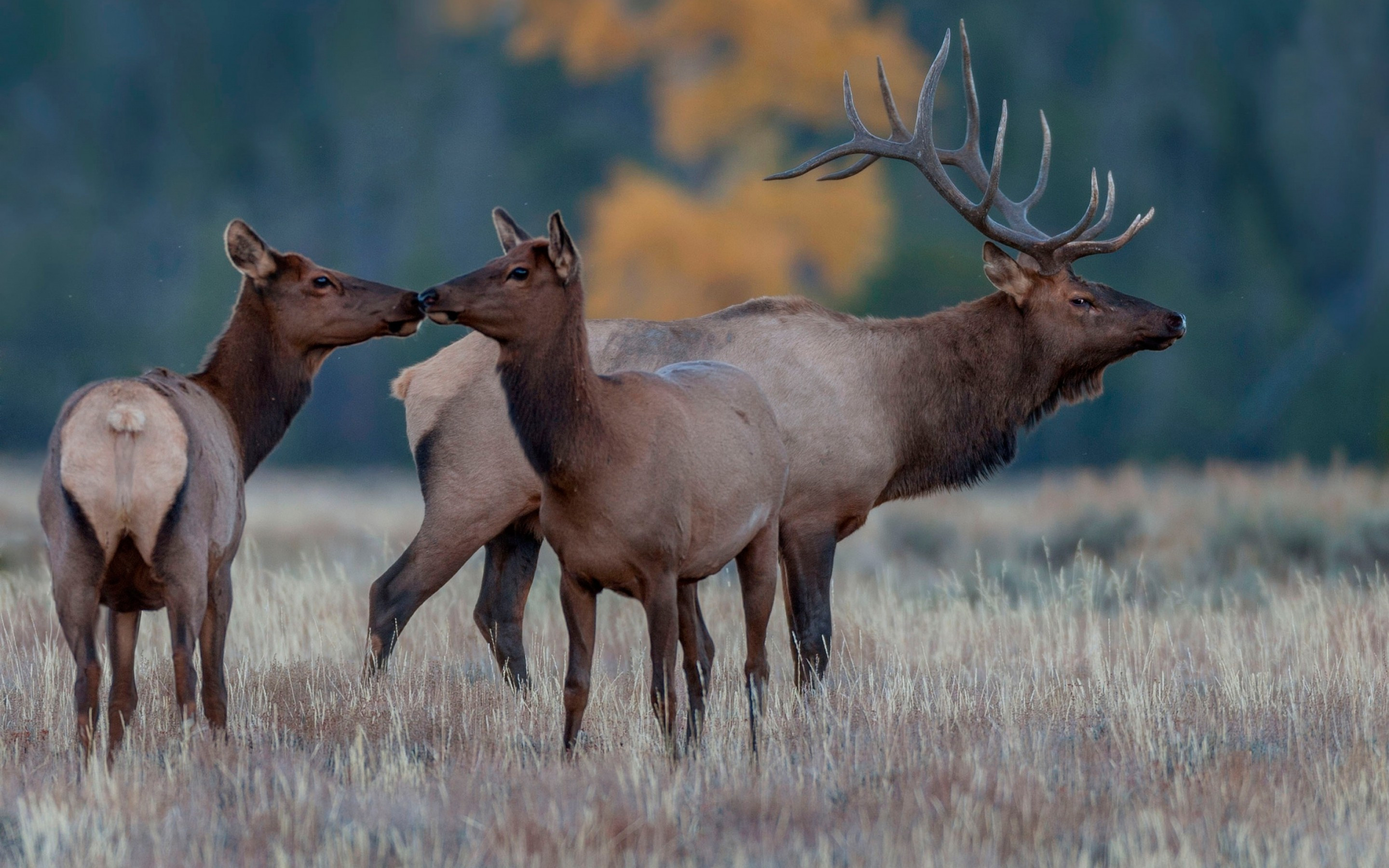 Download 2880x1800 Deer Family, Wildlife, Horns, Field, Grass, Elk, Reindeer Wallpaper for MacBook Pro 15 inch