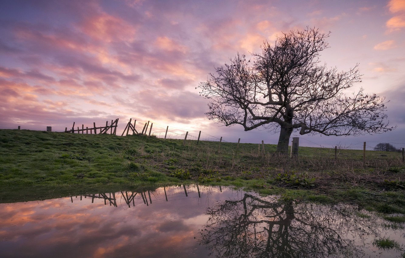 Wallpaper sunset, pond, tree image for desktop, section природа