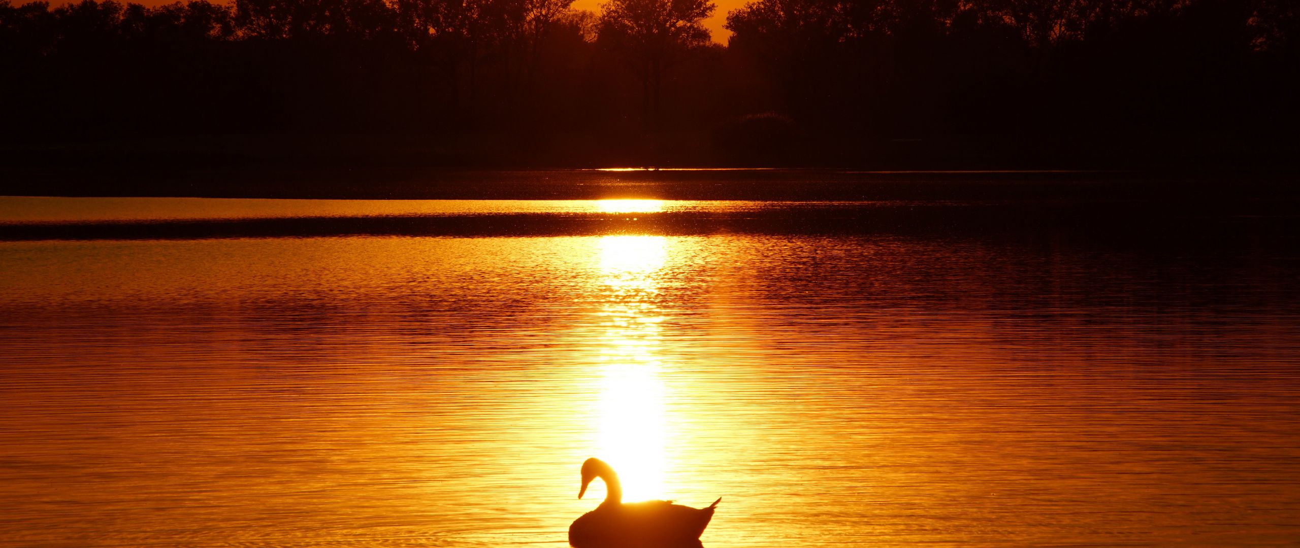 Download wallpaper 2560x1080 swan, sunset, pond, trees, horizon dual wide 1080p HD background