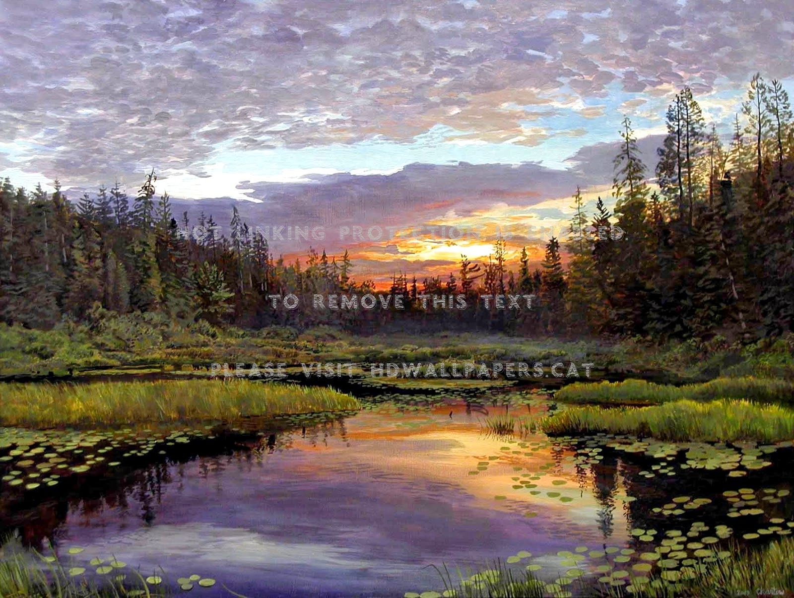 pond at sunset trees reflection forest firs