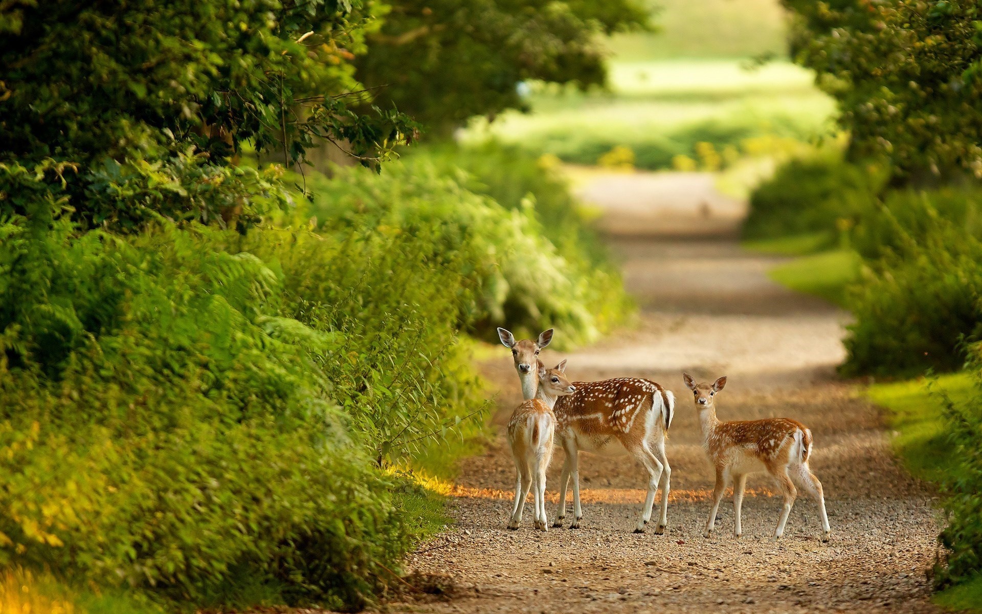 Wallpaper Deer family, forest, path 1920x1200 HD Picture, Image