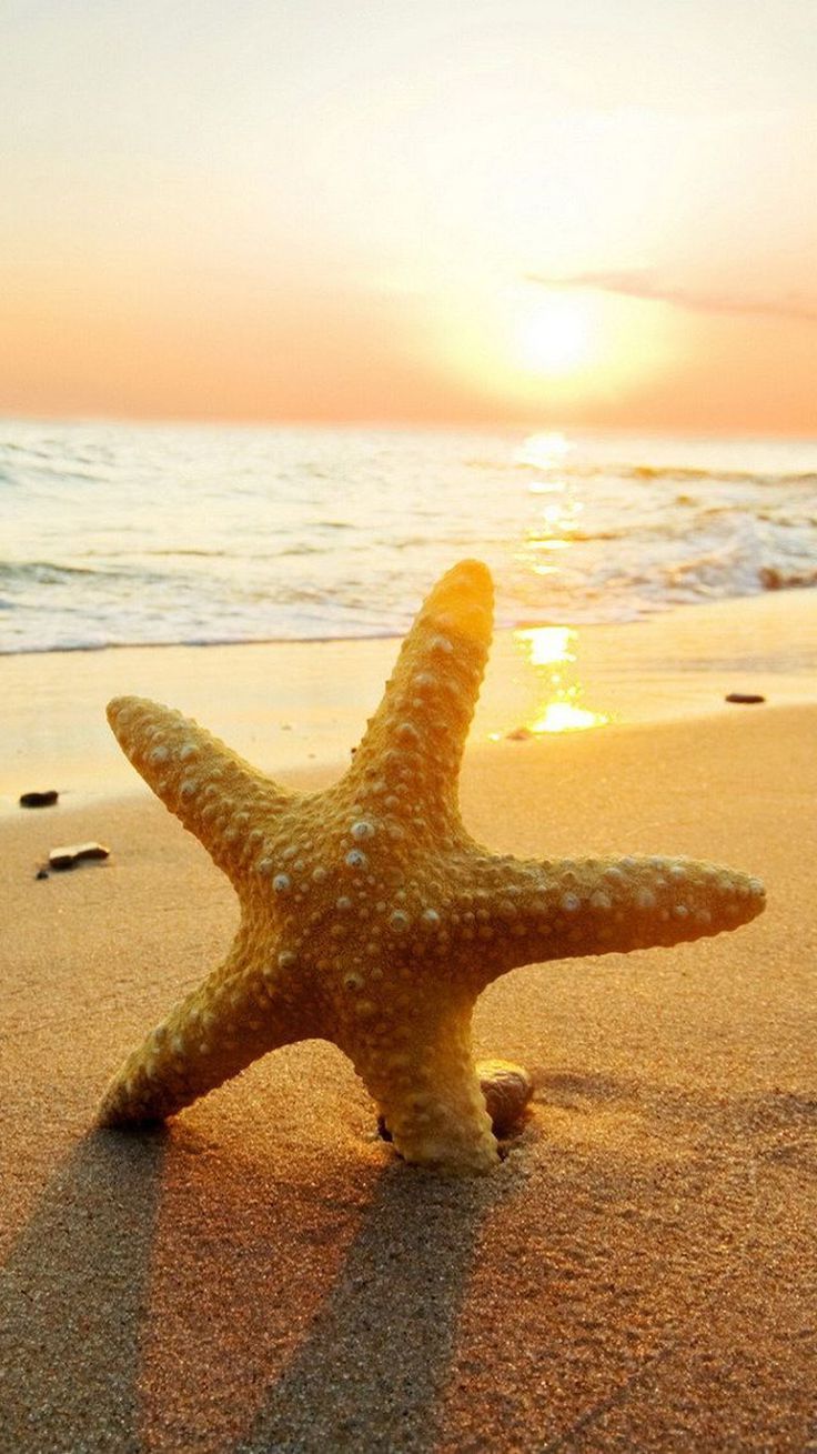 Beach Starfish Wallpaper For Mobile Wallpaper HD. Beach wallpaper, Beach phone wallpaper, Phone wallpaper