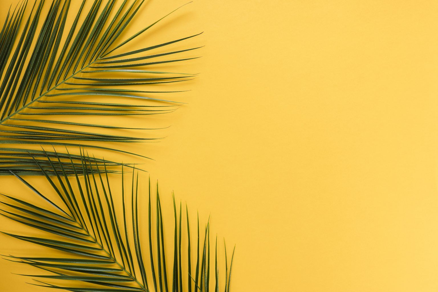 Free Summer Backdrops and Wallpaper