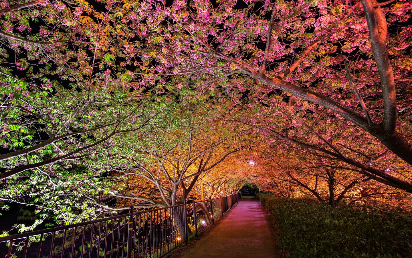 Download wallpaper 1440x900 night, spring, park, alley lights widescreen 16:10 HD background