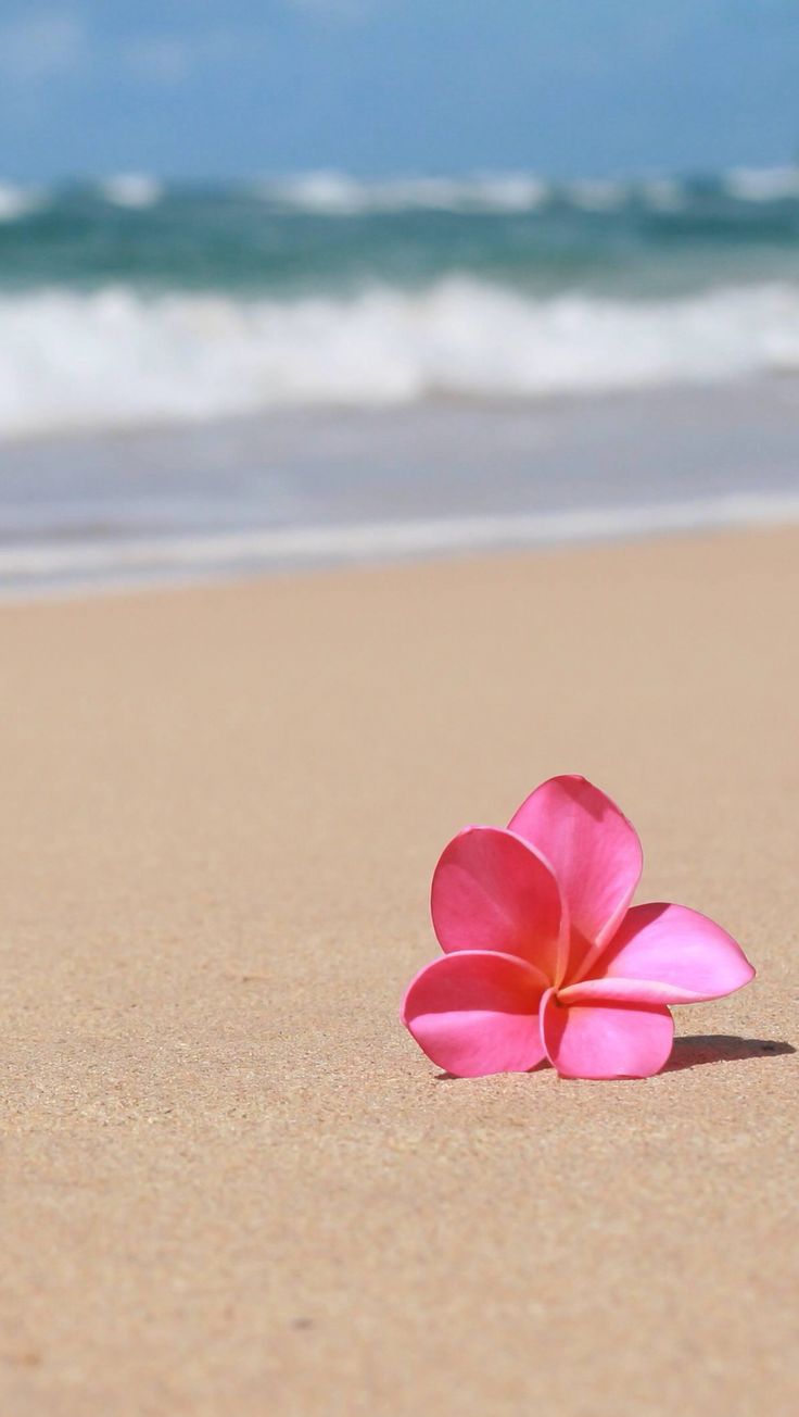 Hawaii. Flower background wallpaper, Beach wallpaper, Flower wallpaper