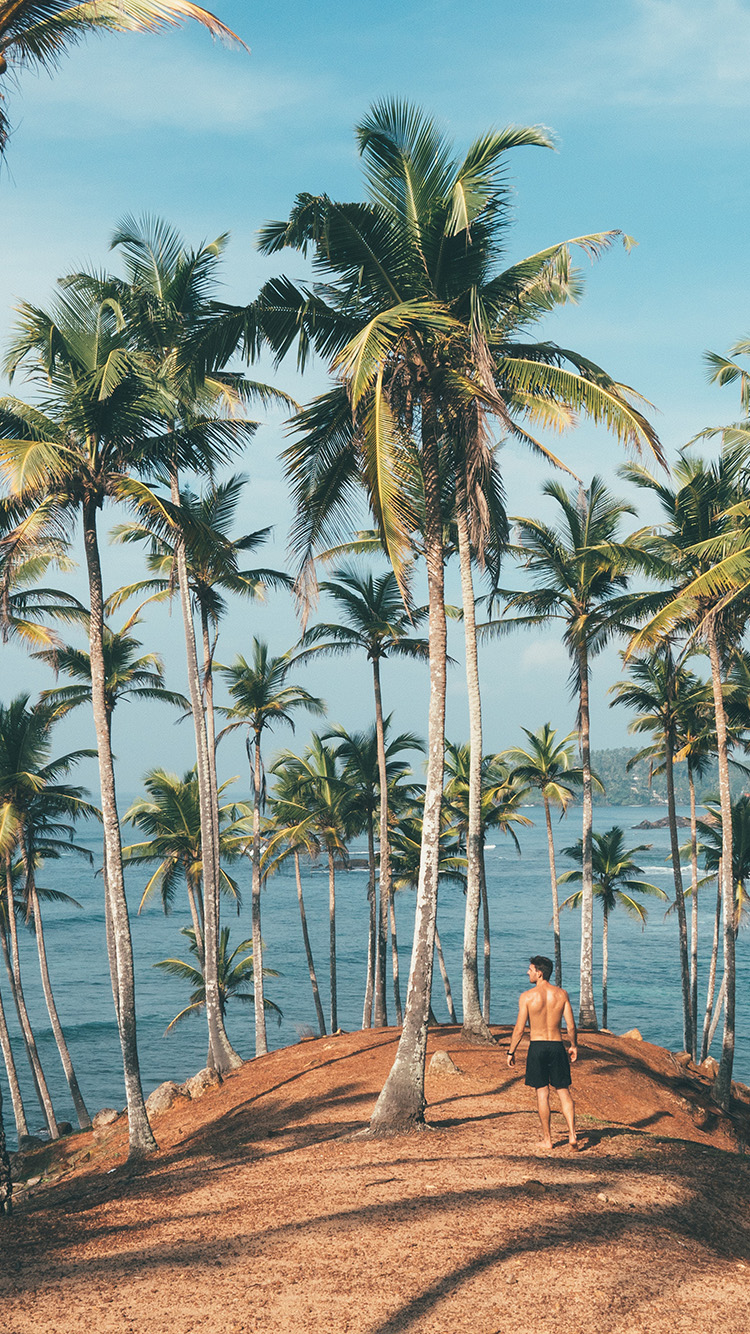 summer vacation man palm tree nature