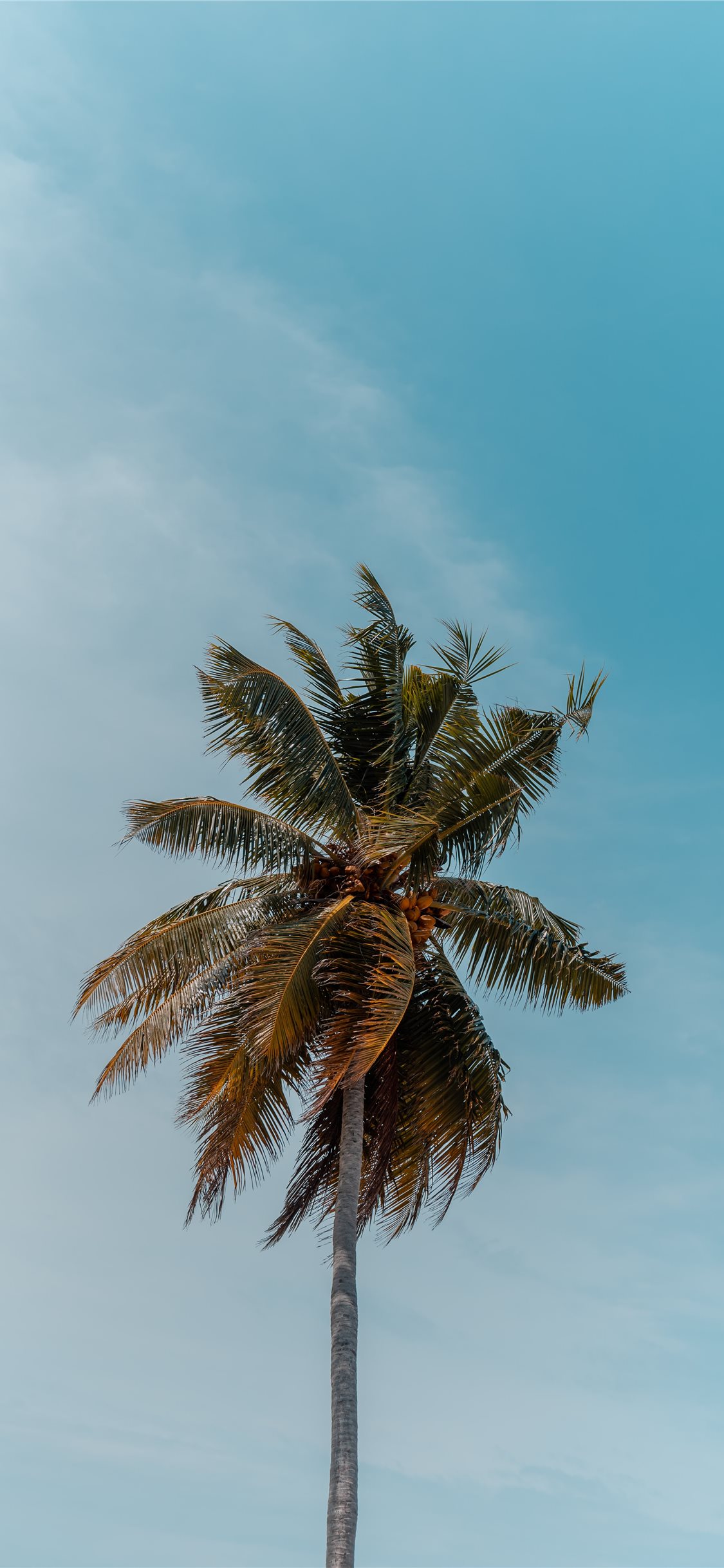 green coconut tree under blue sky iPhone X Wallpaper Free Download