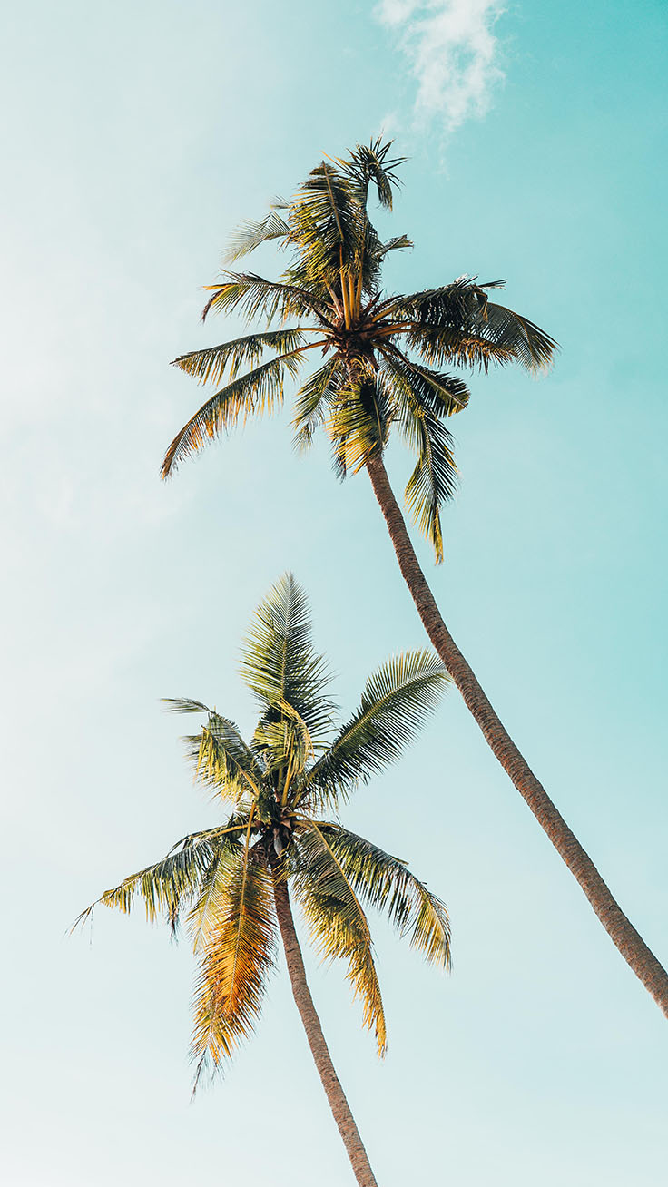 Let's go Coconuts! Enjoy 10 Tropical iPhone Wallpaper!
