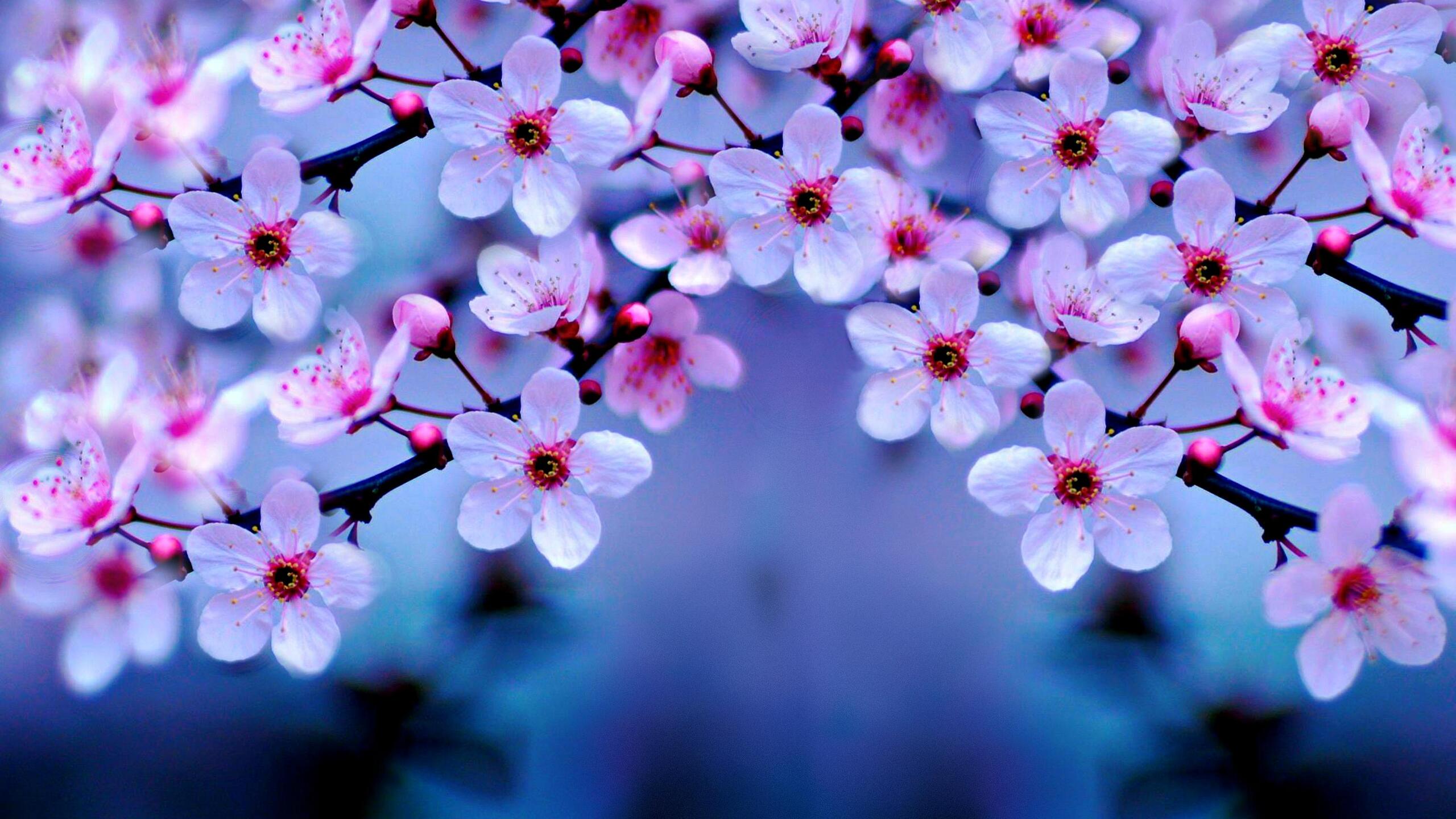 Cherry Blossom 4k 1440P Resolution HD 4k Wallpaper, Image, Background, Photo and Picture