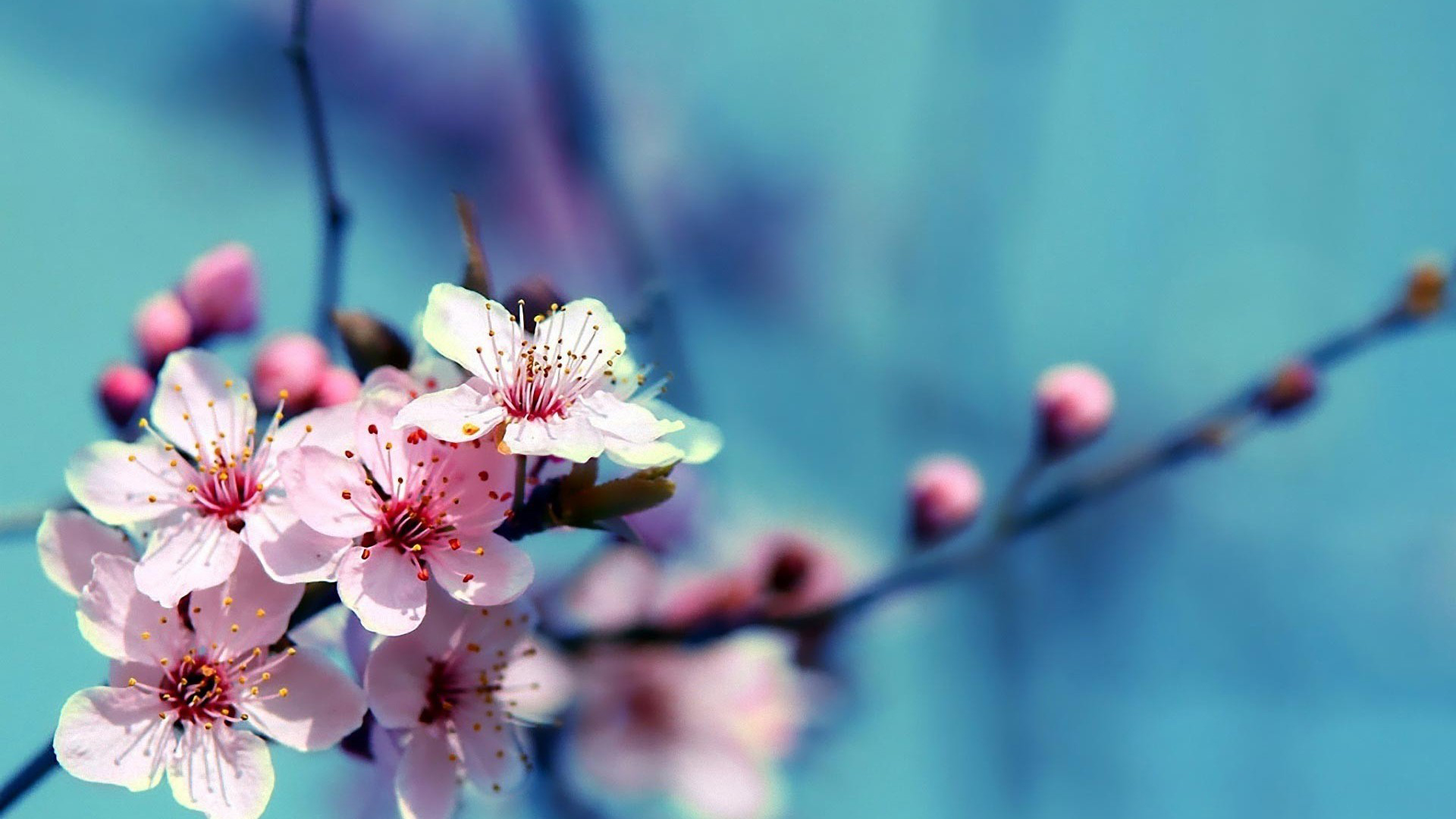 Desktop Cherry Blossoms HD Wallpaper Blossom HD