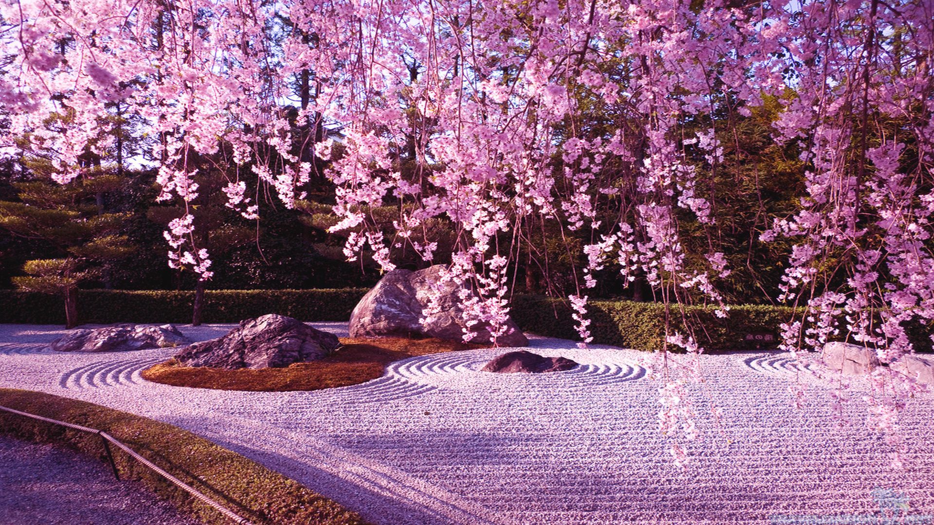 Cherry Blossom Computer Wallpaper