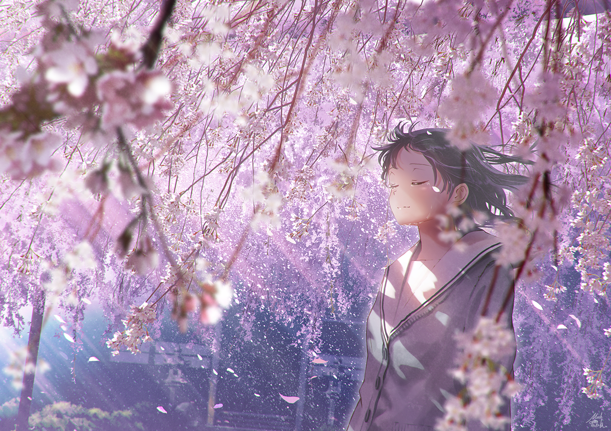 Sakura HD Wallpaper and Background