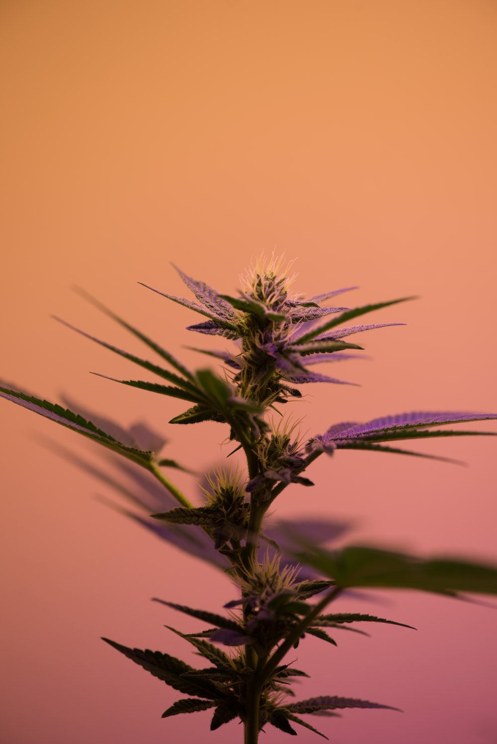 selective focus photography of cannabis sativa plant photo
