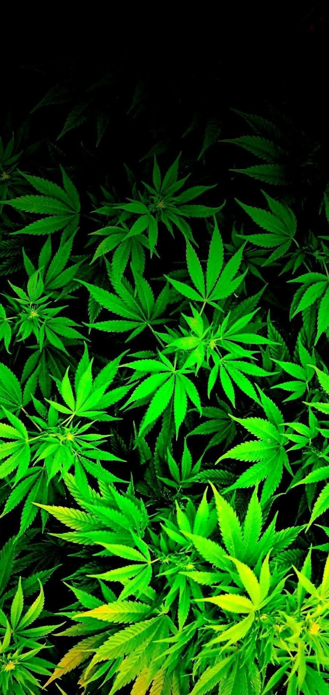 Cannabis Wallpaper:k Cannabis Background [ HD ]