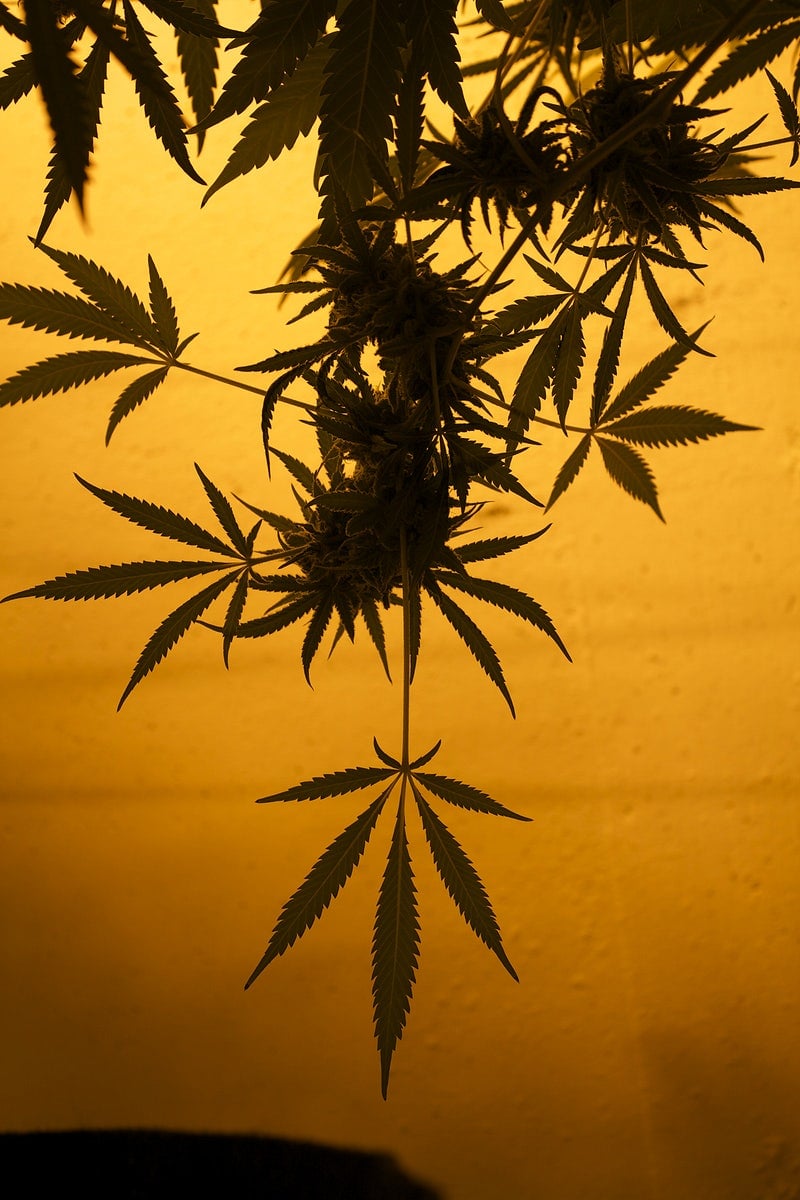 Marijuana Image Wallpaper