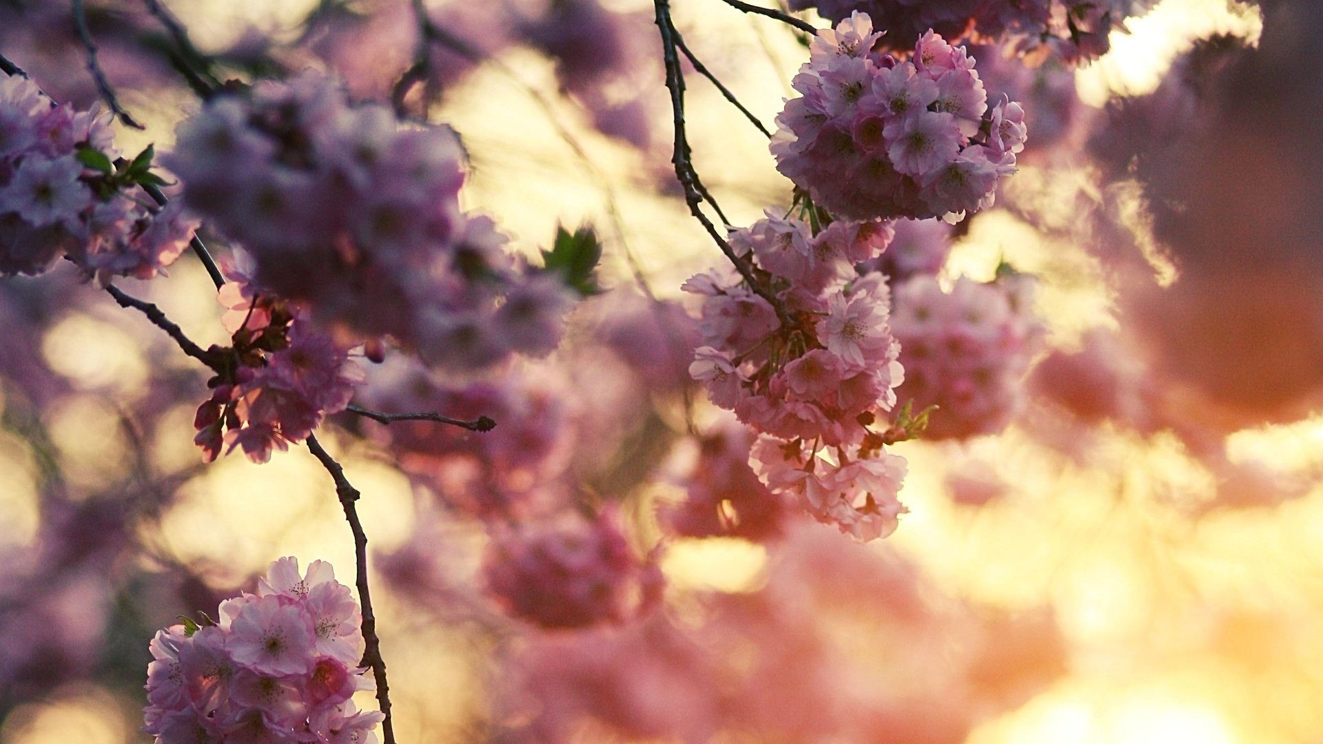 Aesthetic Spring Wallpaper