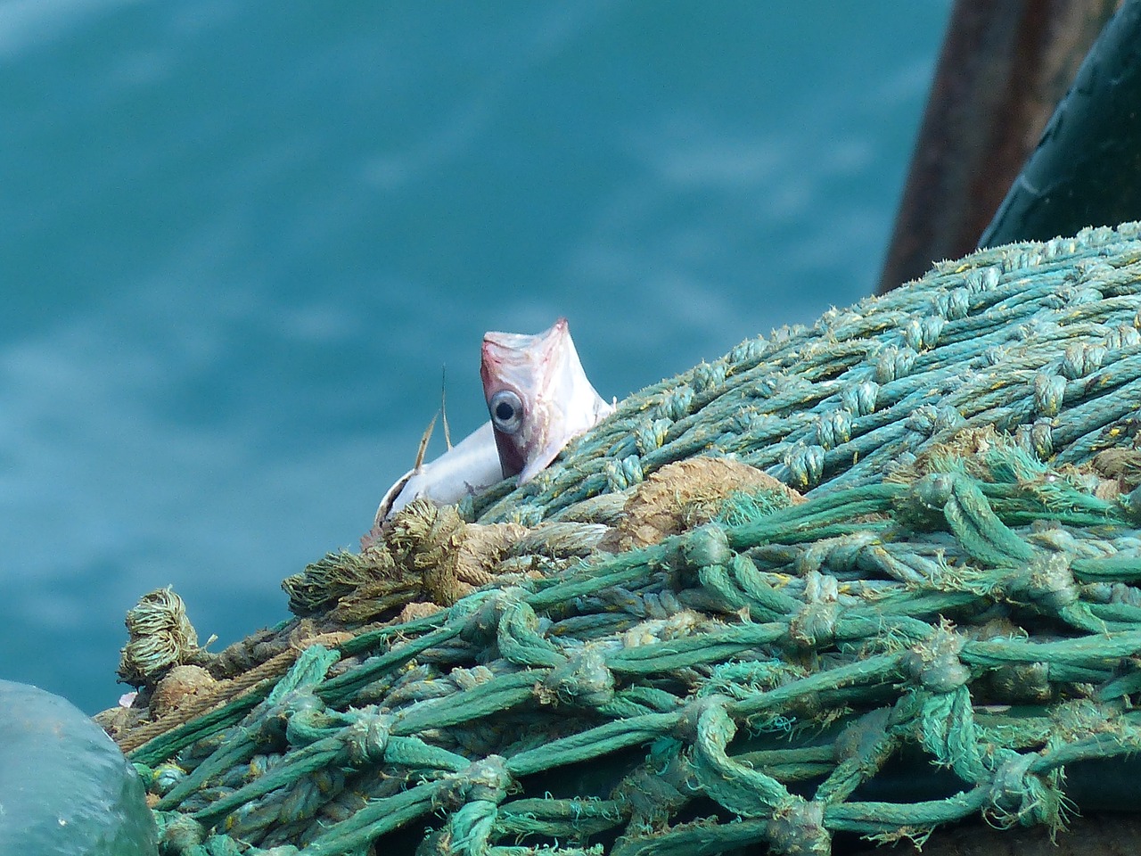 Download free photo of Fish, net, fishing, trawler, free picture