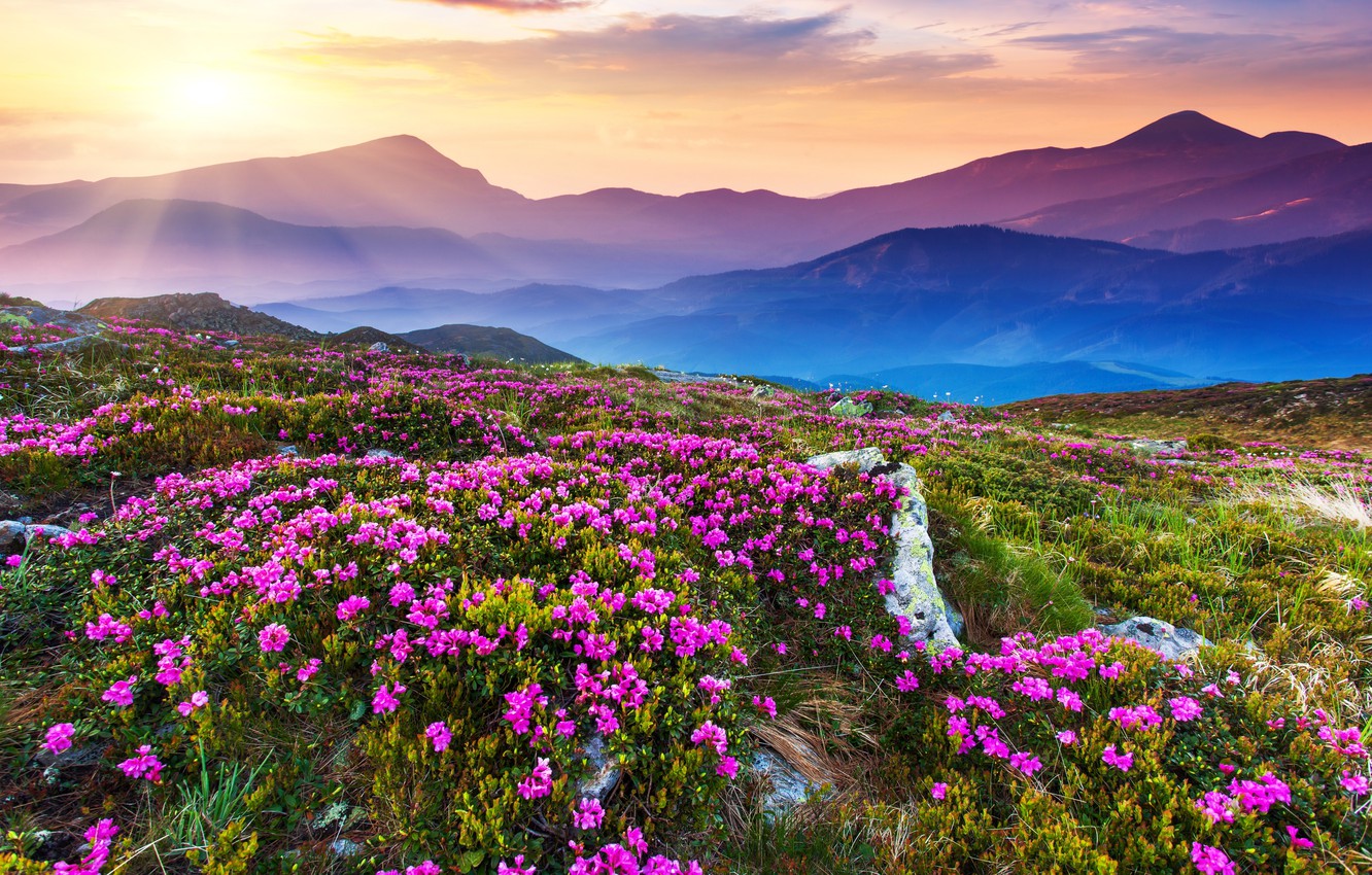 Wallpaper the sky, landscape, mountains, nature, sky, landscape, nature, mountains, sunlight, sunlight, flower field, flower field image for desktop, section природа