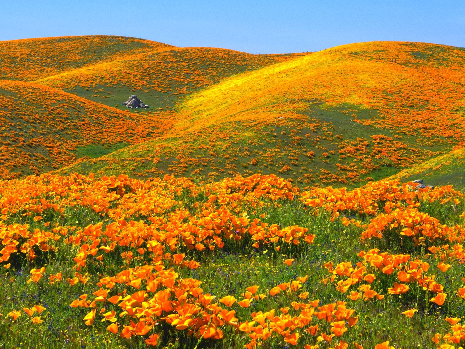 20249_landscape_orange_flowers. California poppy, California wildflowers, Flower field