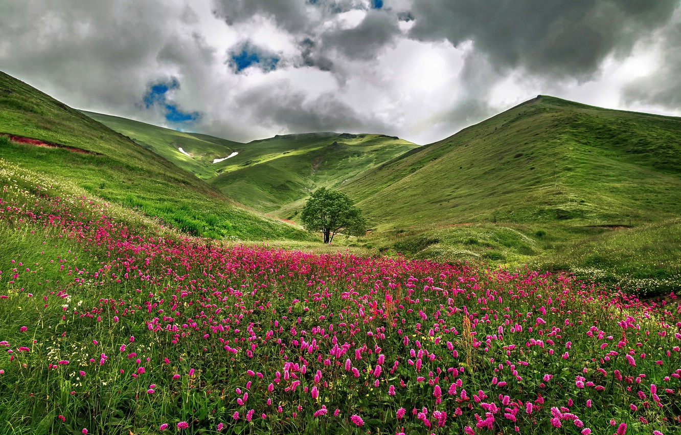 Wallpaper field, flowers, nature, hills image for desktop, section пейзажи