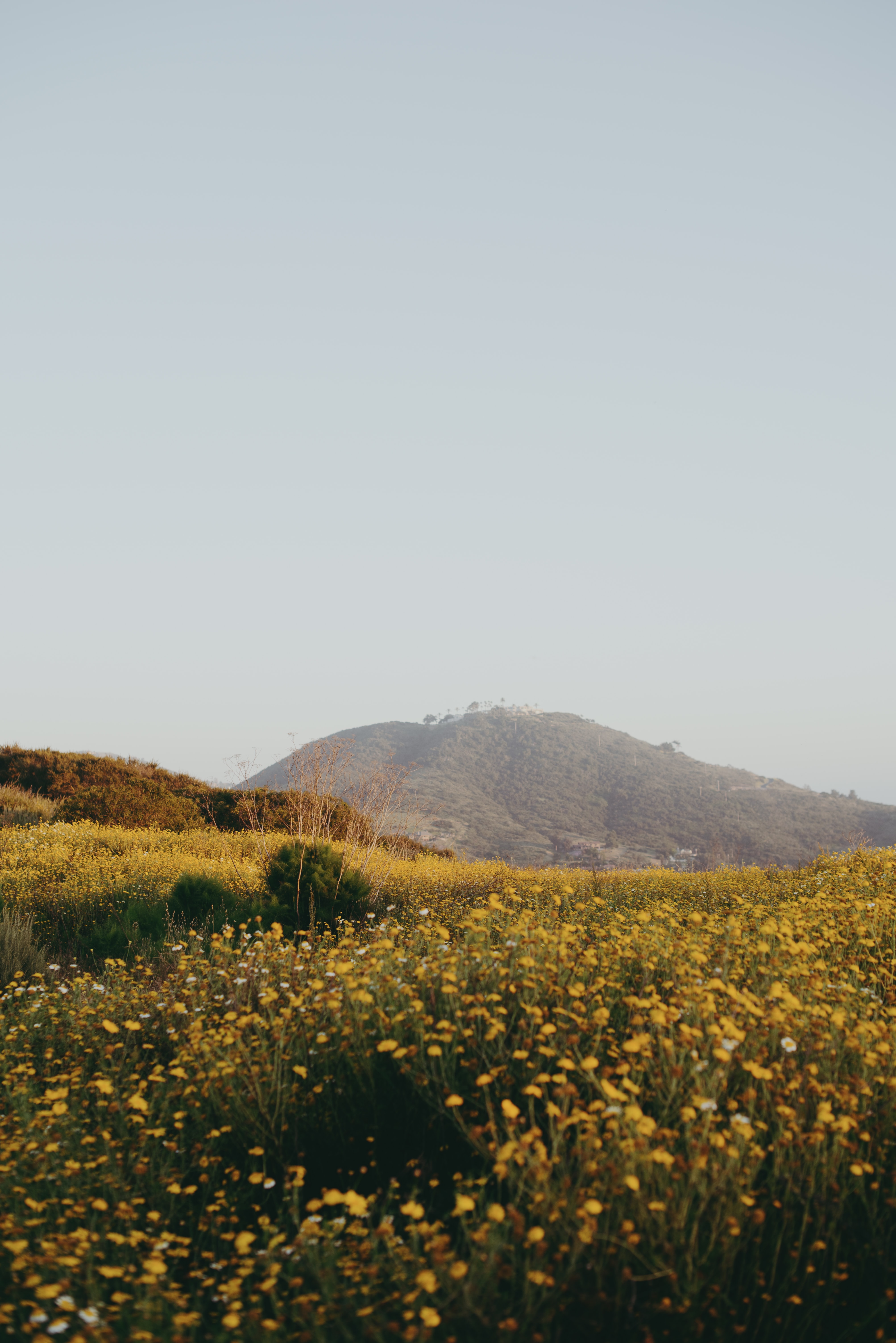 Download wallpaper 4016x6016 hill, flowers, field, vast HD background