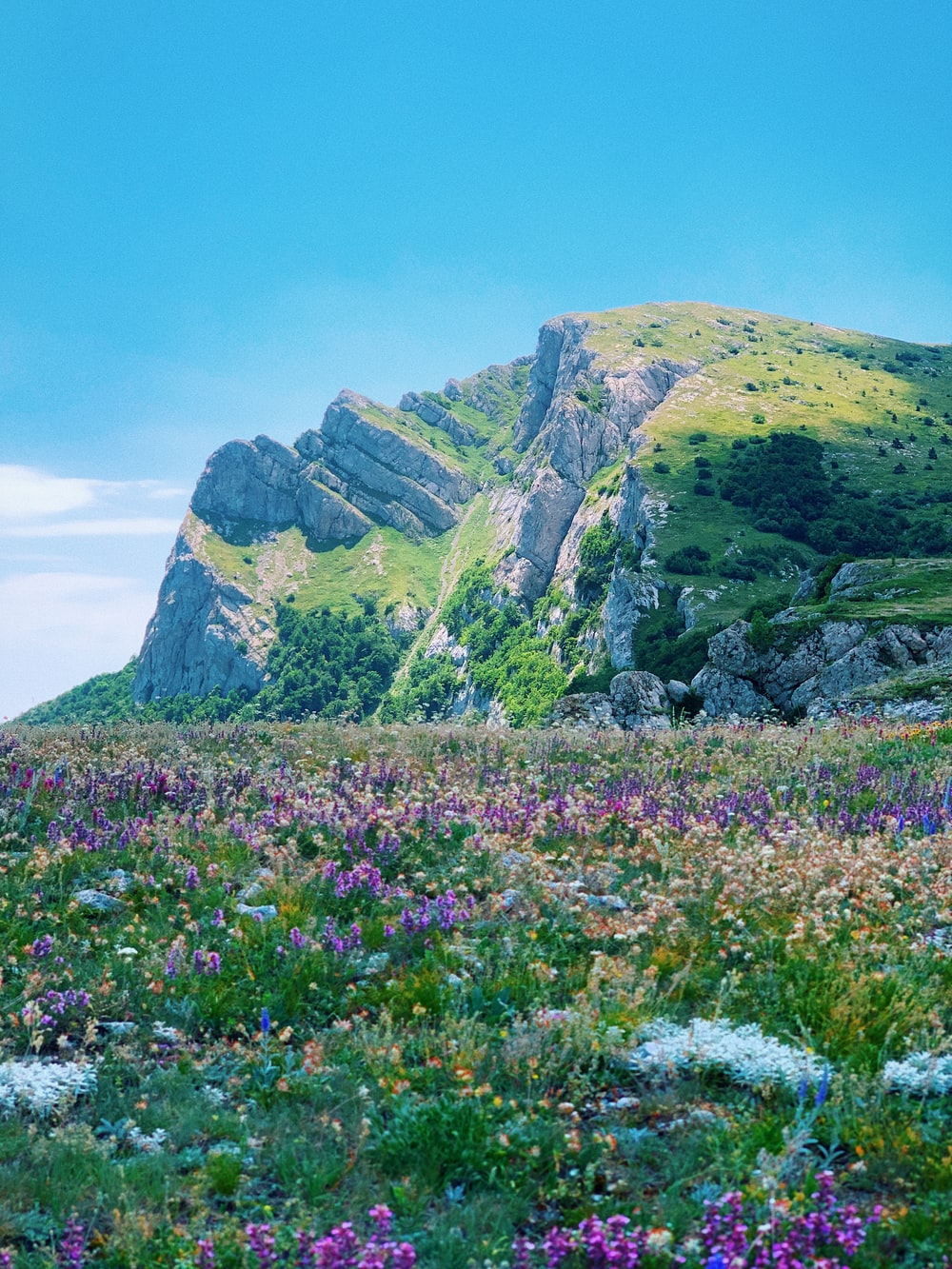 Mountain Flower Picture. Download Free Image
