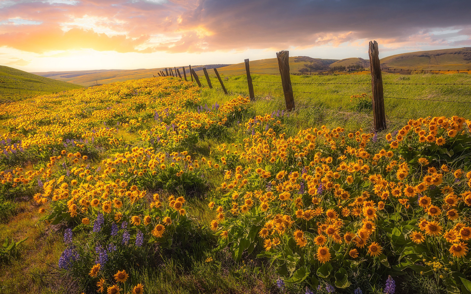 Download wallpaper yellow wildflowers, flower field, evening, sunset, Columbia Hills State Park, Washington State, USA for desktop with resolution 1920x1200. High Quality HD picture wallpaper