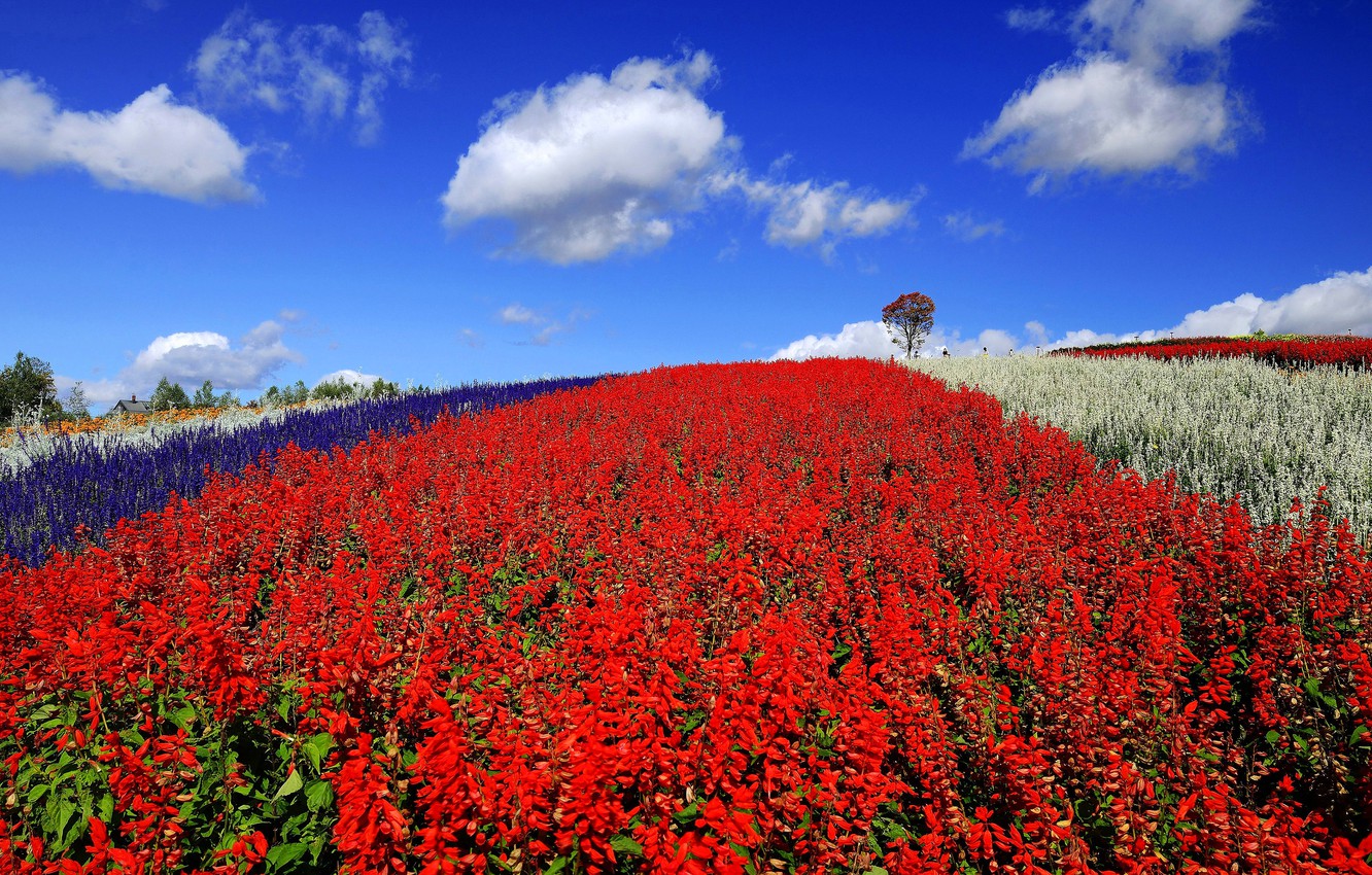 Wallpaper field, summer, the sky, clouds, flowers, blue, hill, meadow, Asia, red, blue, a lot, different, flower field, plantation, Salvia image for desktop, section пейзажи