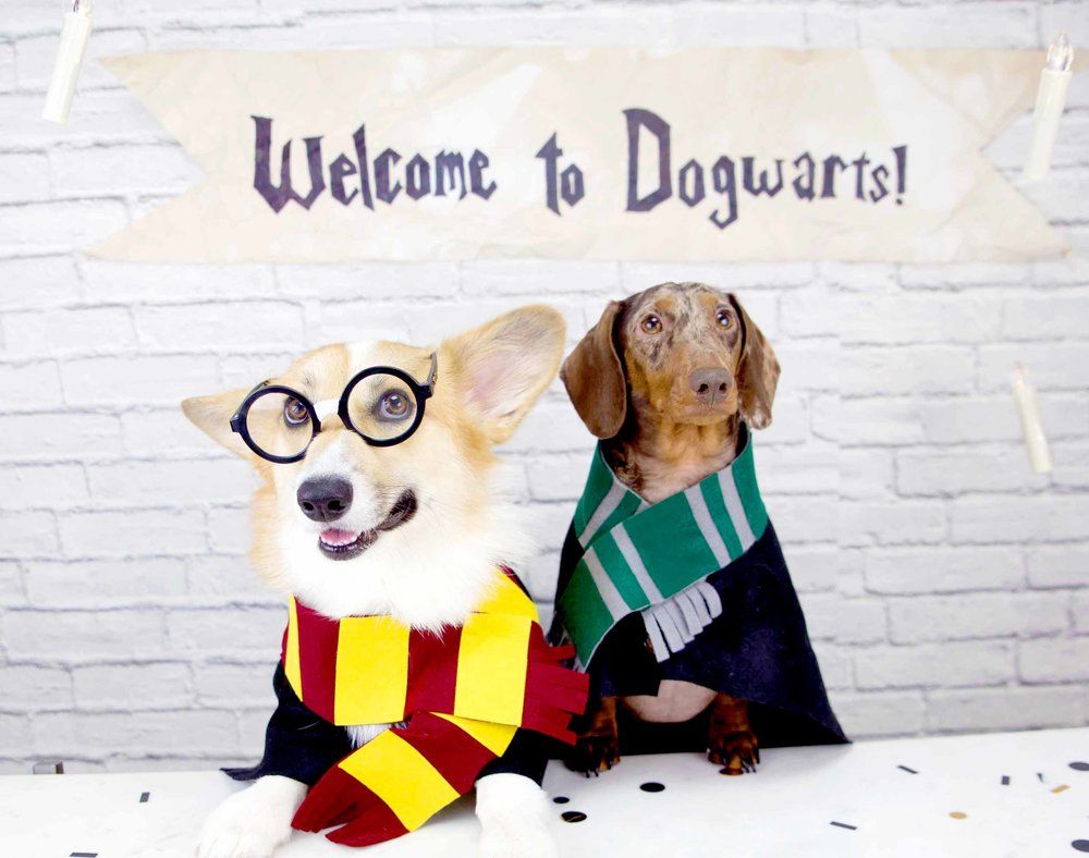 Harry Potter Dogs Wallpaper Free Harry Potter Dogs Background