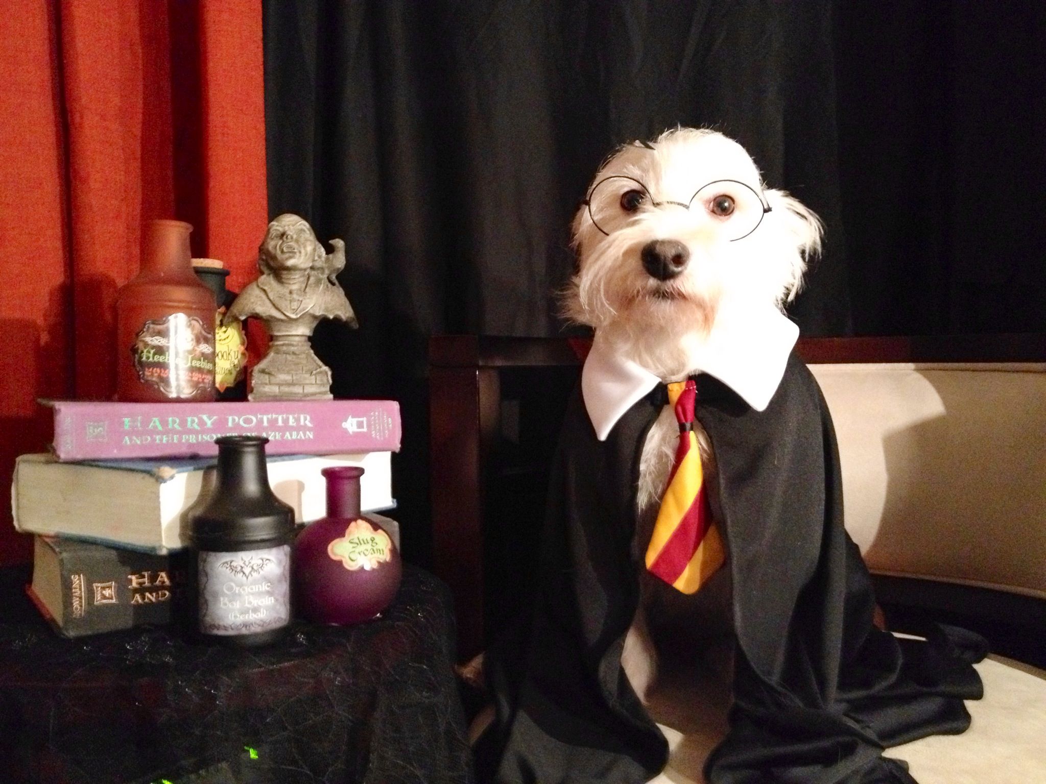 Harry Potter Dogs Wallpaper