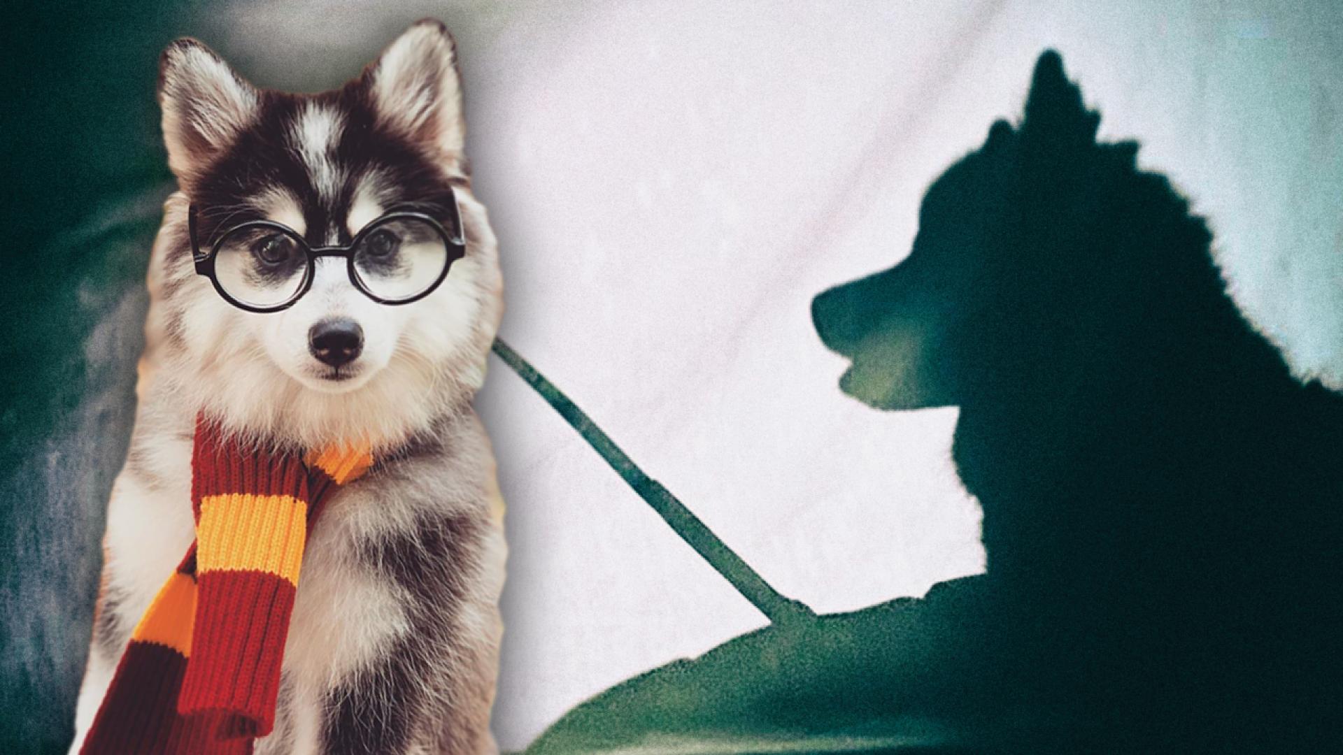 Harry Potter Dogs Wallpaper