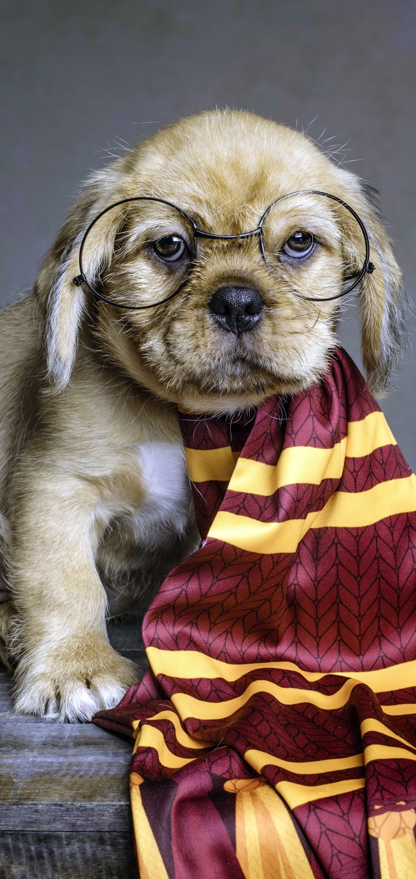 Harry Potter Dogs Wallpaper