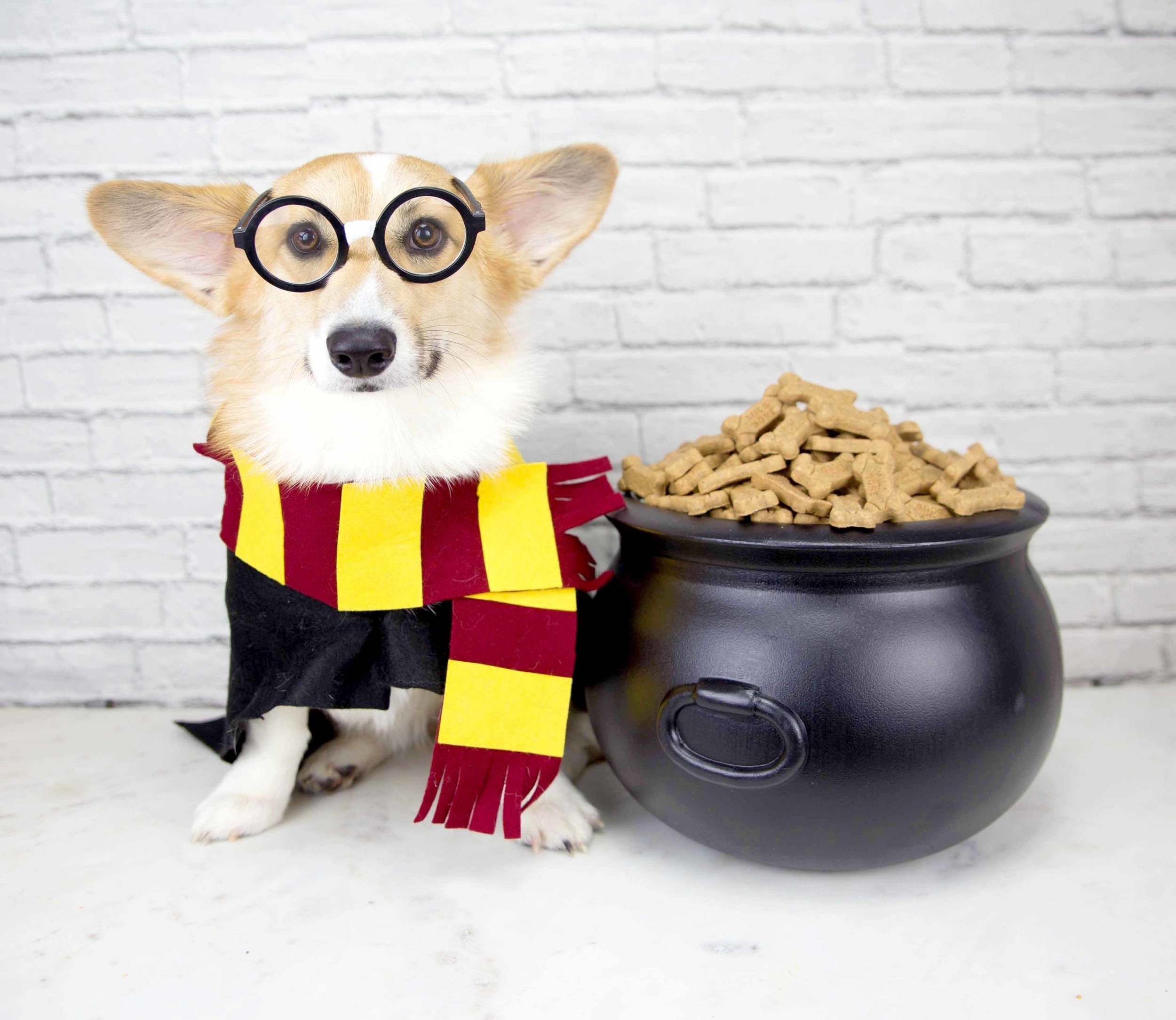 DIY Harry Potter Dog Birthday Party
