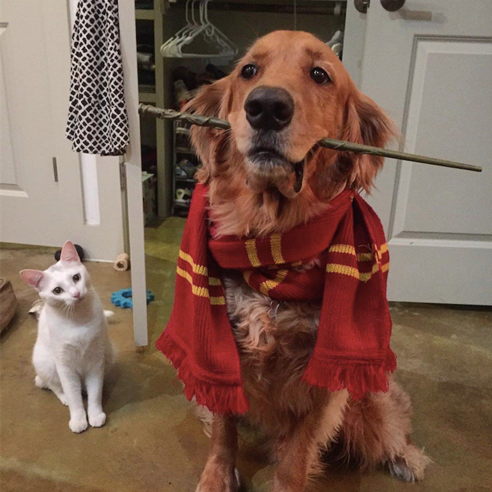 Harry Potter Dogs Wallpaper